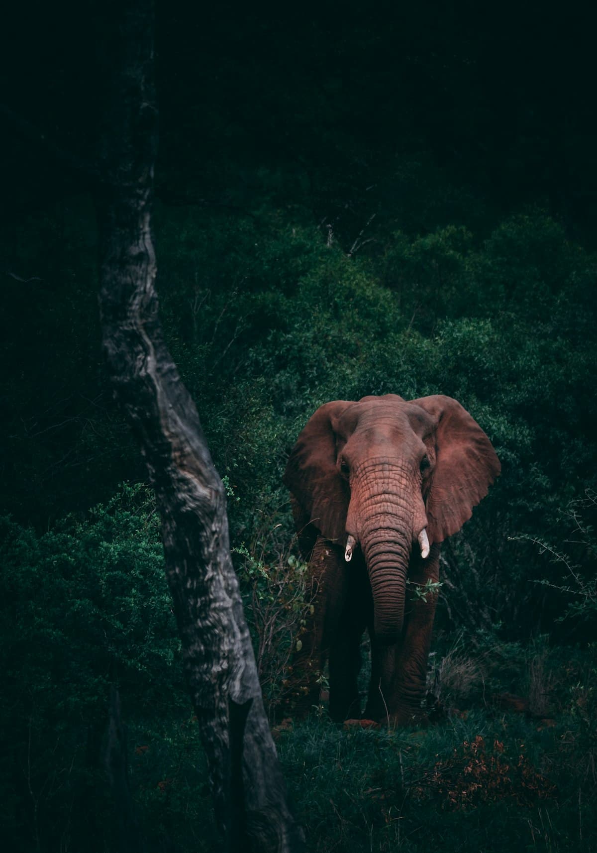When to see the Great Migration
